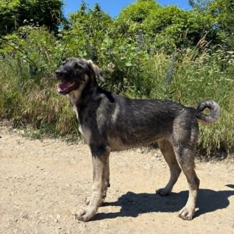 SISTA - Chien à adopter - photo 8