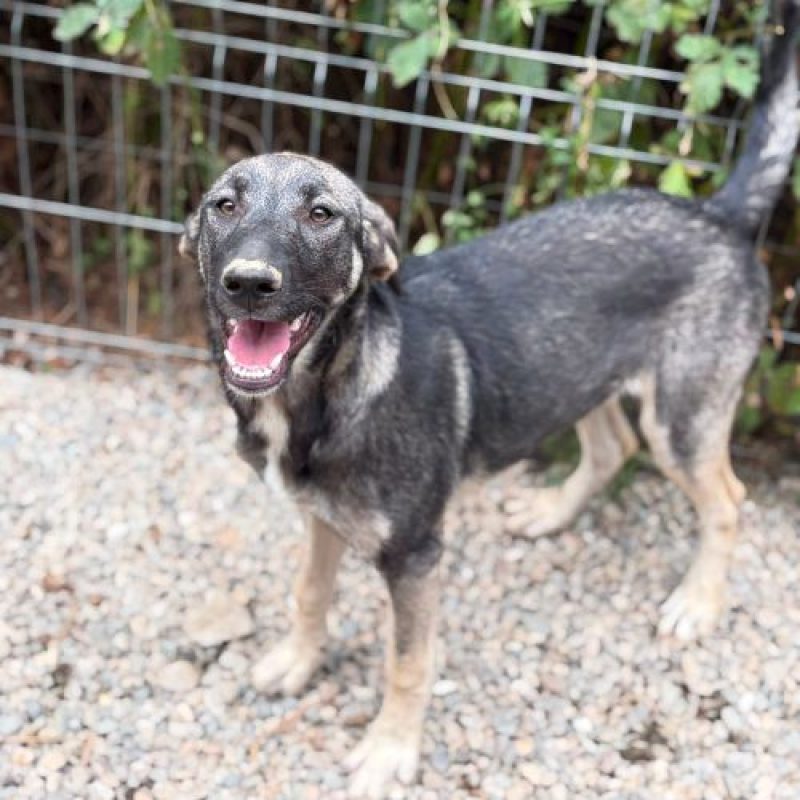 SISTA - Chien à adopter - photo 4