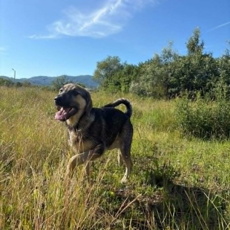 SISTA - Chien à adopter - photo 5