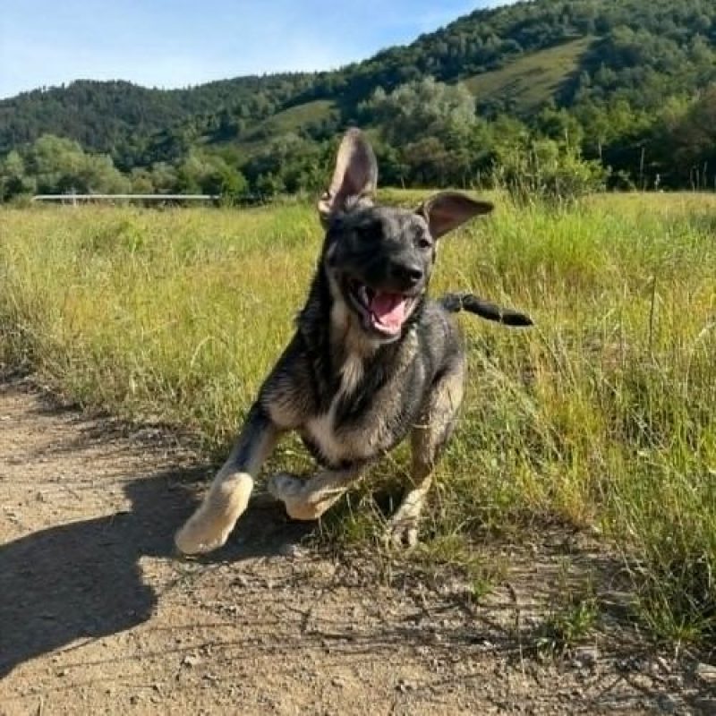 SISTA - Chien à adopter - photo 10