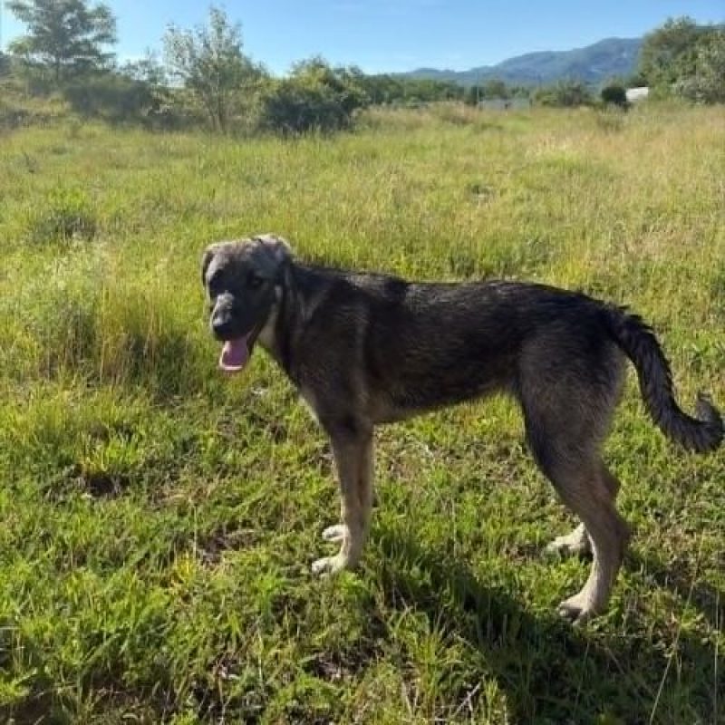 SISTA - Chien à adopter - photo 6