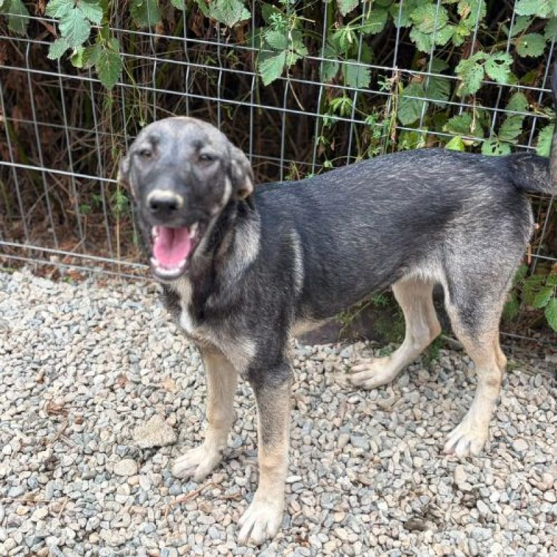 SISTA - Chien à adopter - photo 9