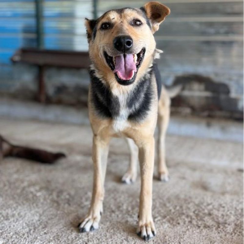 JIMBO - Chien à adopter - photo 6