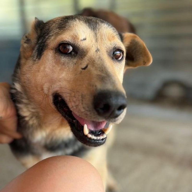 JIMBO - Chien à adopter - photo 3