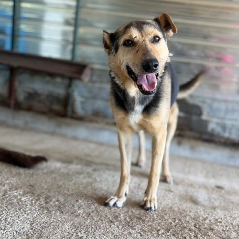 JIMBO - Chien à adopter - photo 4