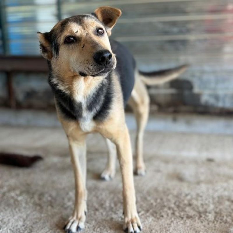 JIMBO - Chien à adopter - photo 5