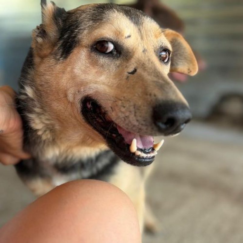 JIMBO - Chien à adopter - photo 2