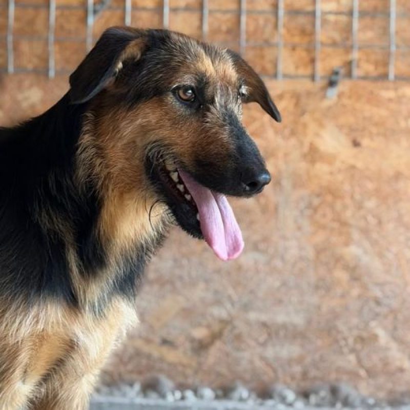 PRALINE - Chien à adopter - photo 2