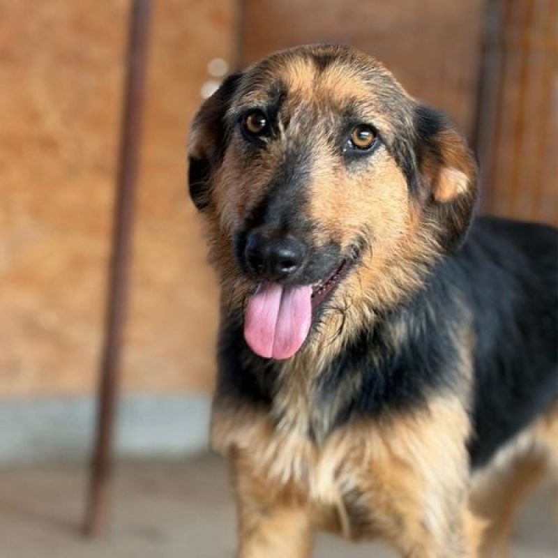 PRALINE - Chien à adopter - photo 4