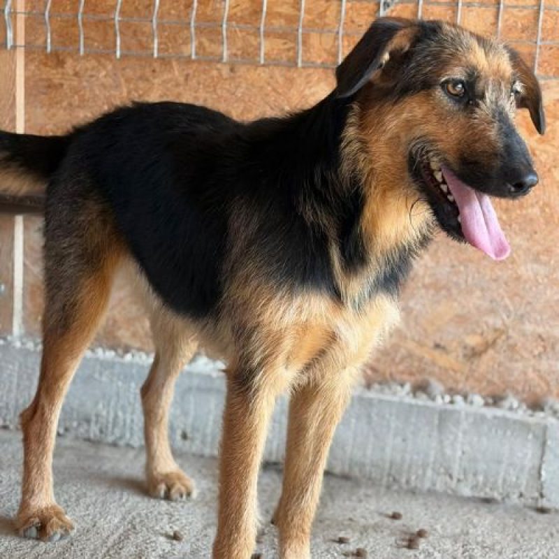 PRALINE - Chien à adopter - photo 3