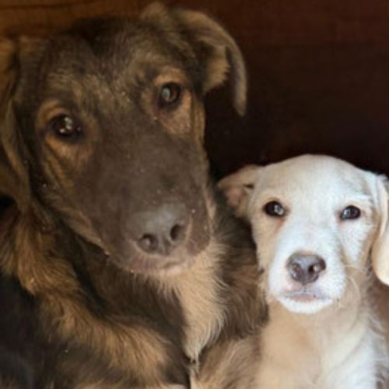 ROMAN - Chien à adopter - photo 3