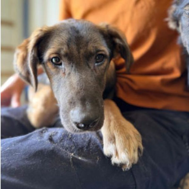 ROMAN - Chien à adopter - photo 2