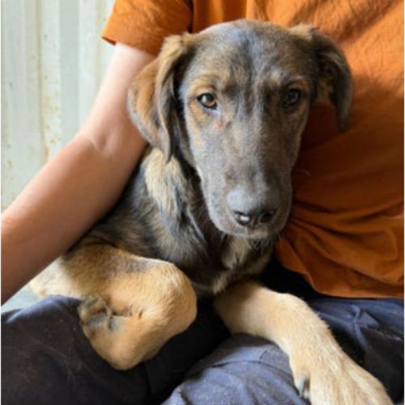 ROMAN - Chien à adopter - photo 4