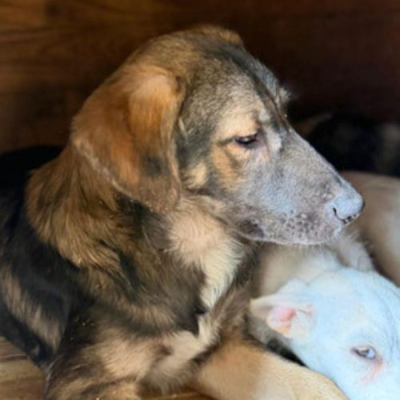 ROMAN - Chien à adopter - photo 6