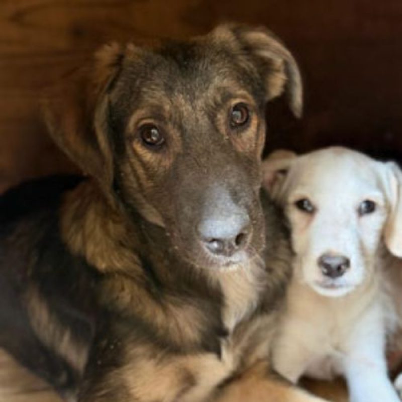 ROMAN - Chien à adopter - photo 7