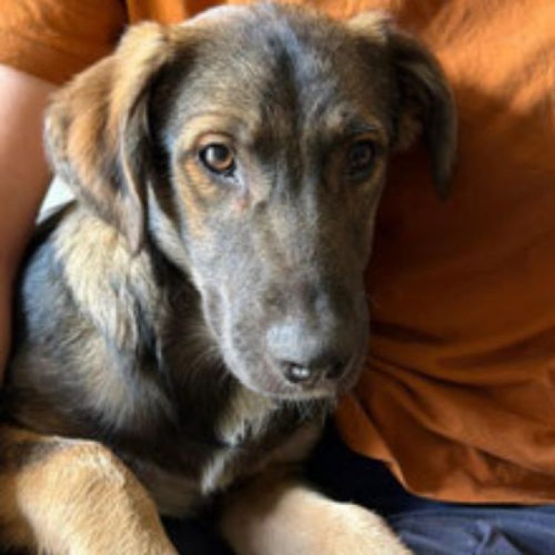 ROMAN - Chien à adopter - photo 5