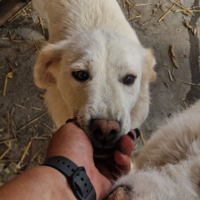 SWEETY - Chien à adopter - photo 3