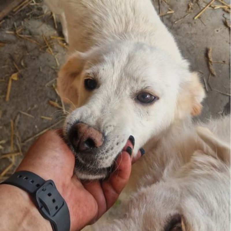 SWEETY - Chien à adopter - photo 2