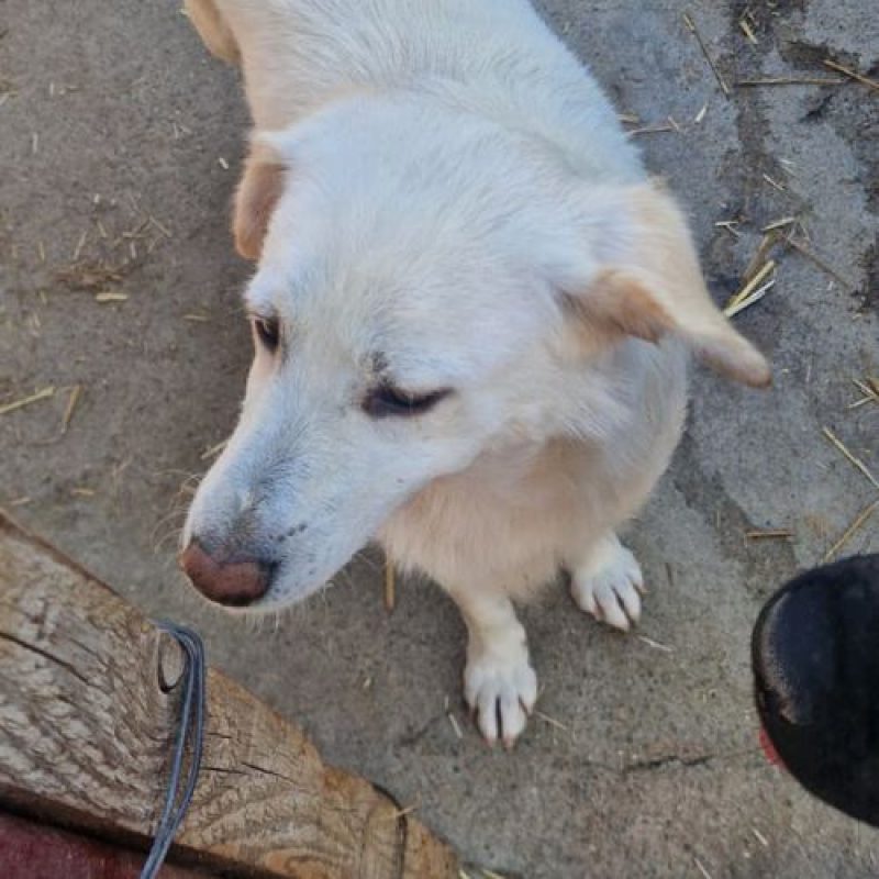SWEETY - Chien à adopter