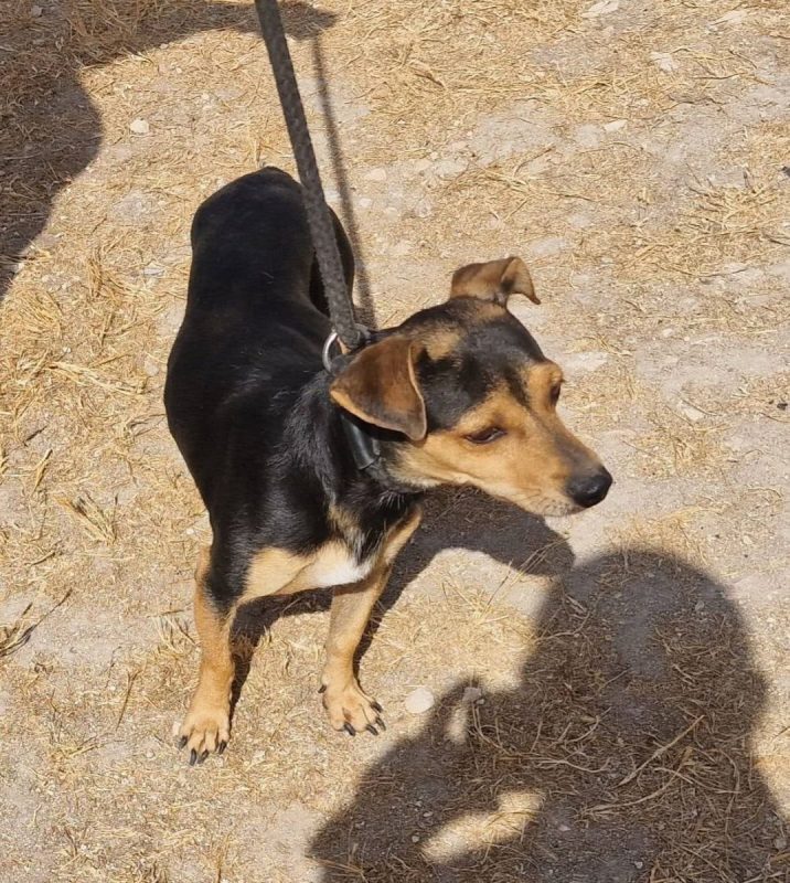 DARTAGAN - Chien à adopter - photo 2