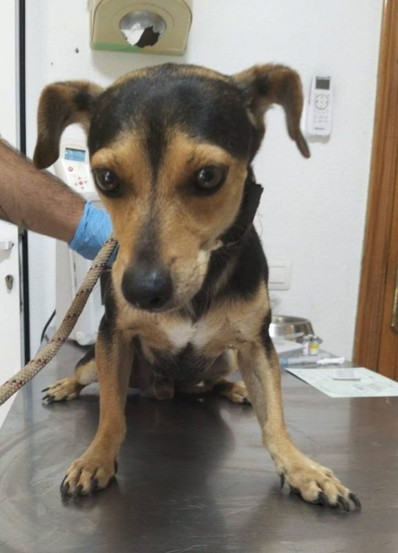 DARTAGAN - Chien à adopter