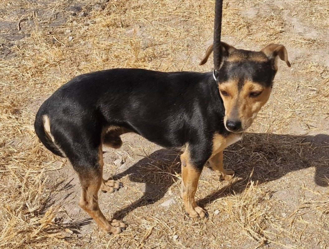 DARTAGAN - Chien à adopter - photo 3