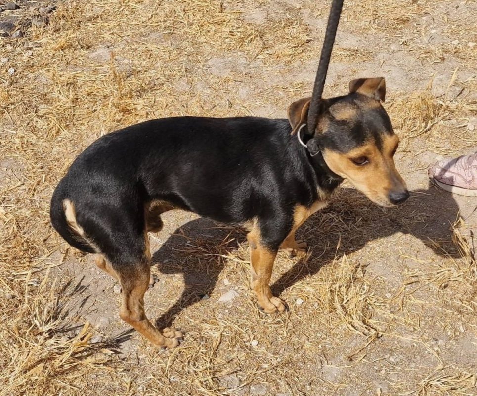 DARTAGAN - Chien à adopter - photo 4