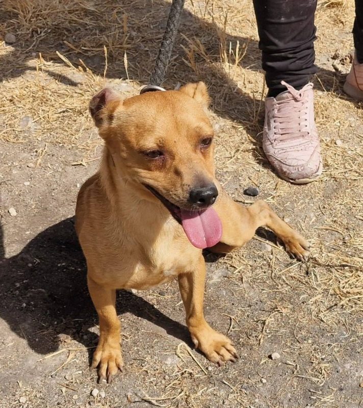 Athos - Chien à adopter - photo 2