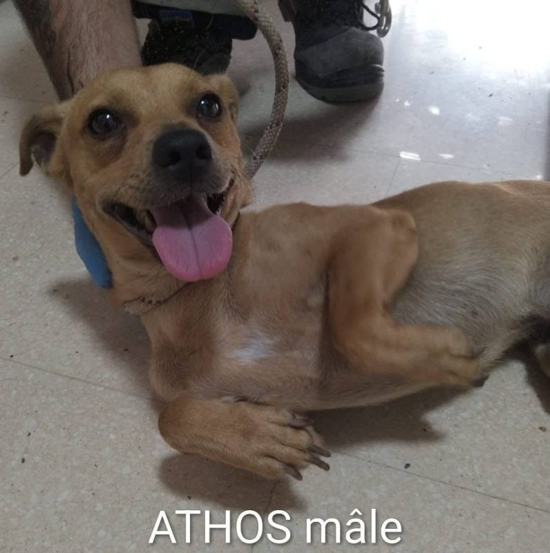 Athos - Chien à adopter