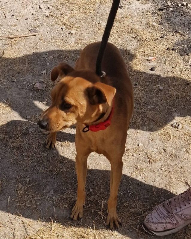 Portos - Chien à adopter - photo 4