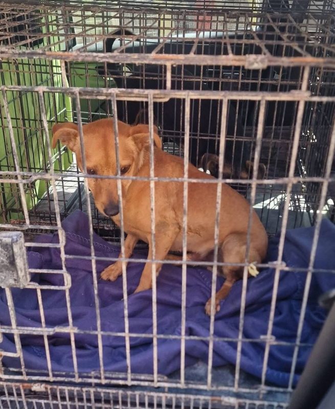 Portos - Chien à adopter