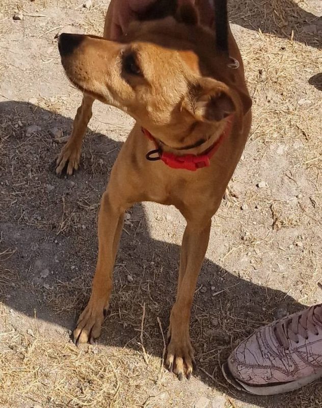 Portos - Chien à adopter - photo 3