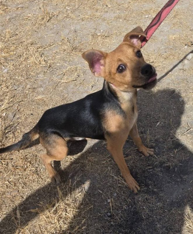 Aramis - Chien à adopter - photo 2