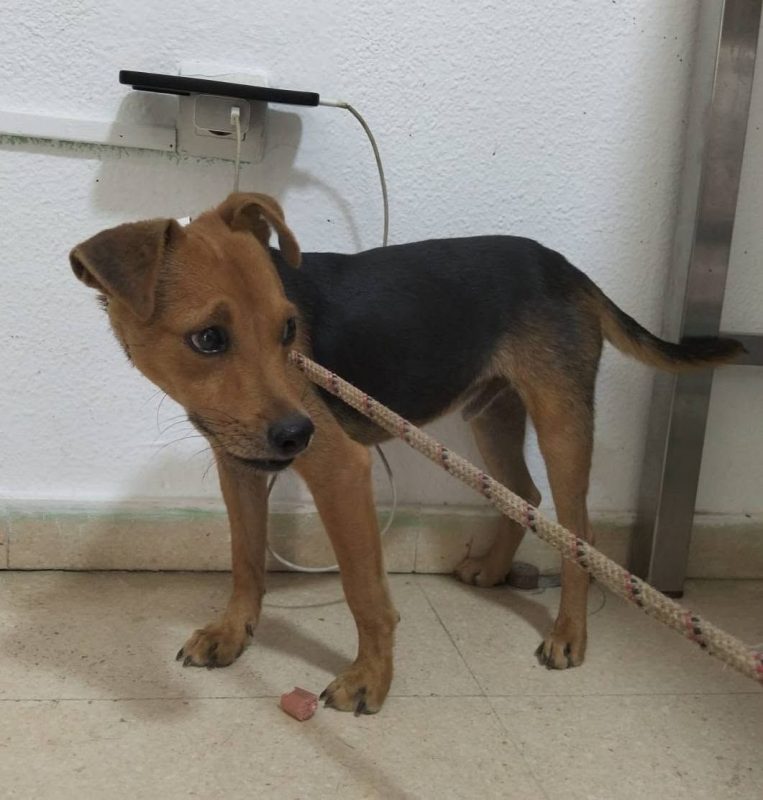 Aramis - Chien à adopter