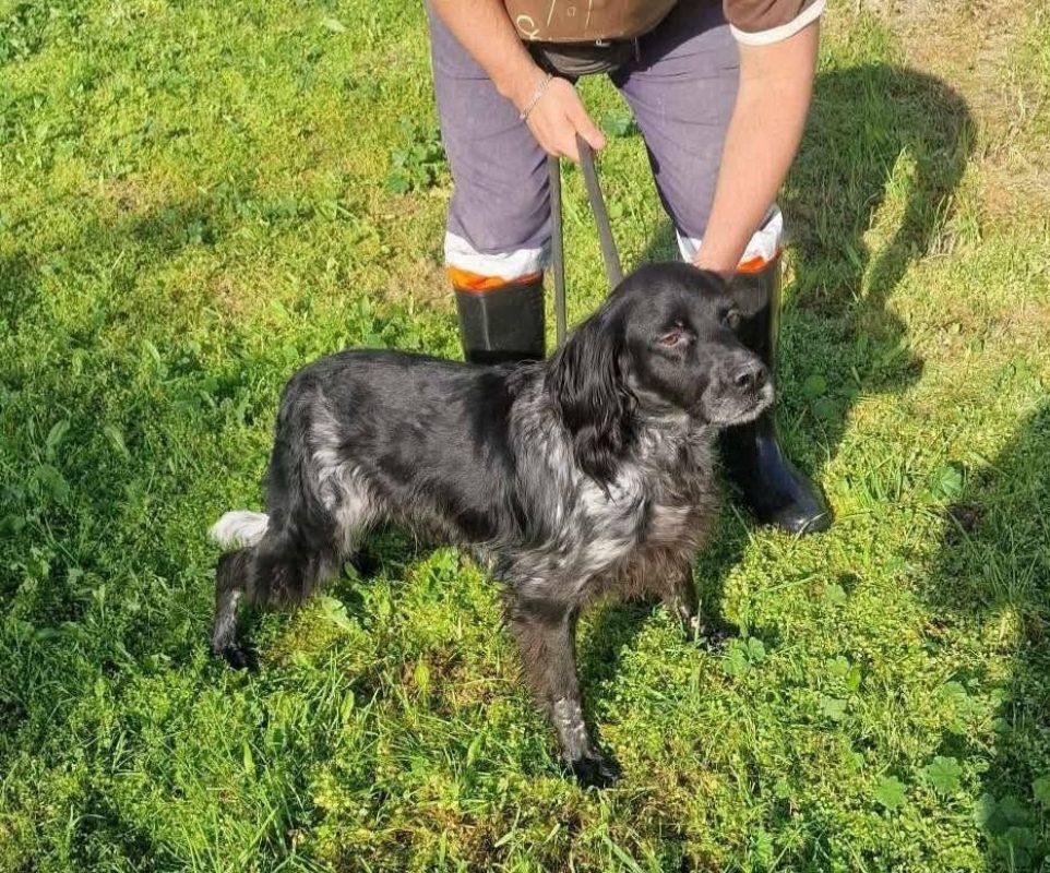 Batman - Chien Pointer Anglais à adopter - photo 5