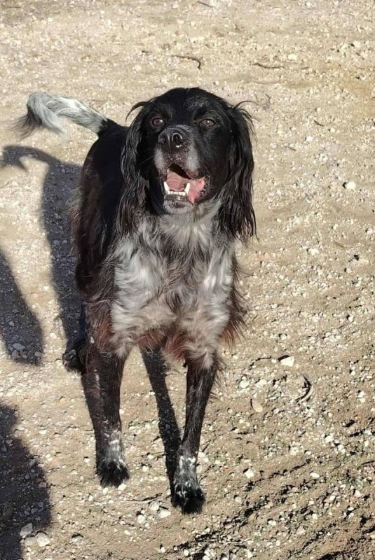 Batman - Chien Pointer Anglais à adopter - photo 2