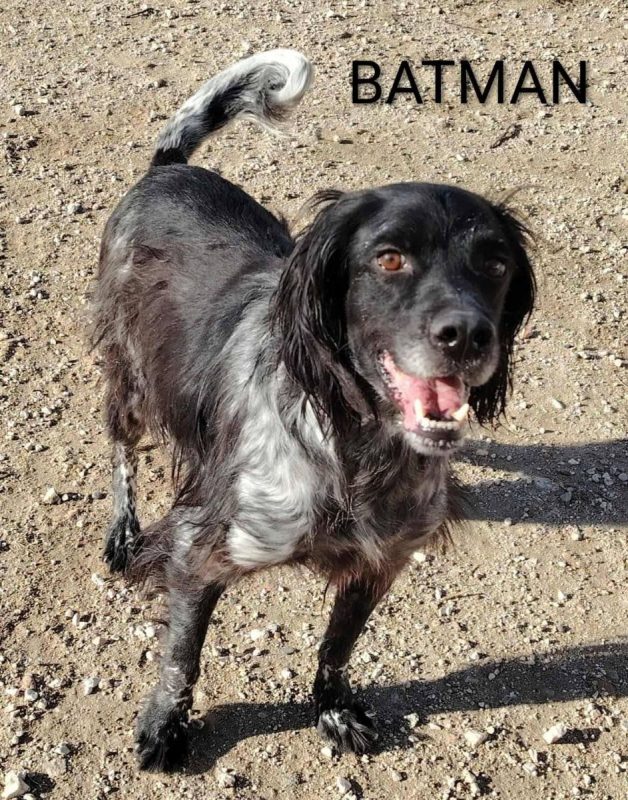 Batman - Chien Pointer Anglais à adopter - photo 4