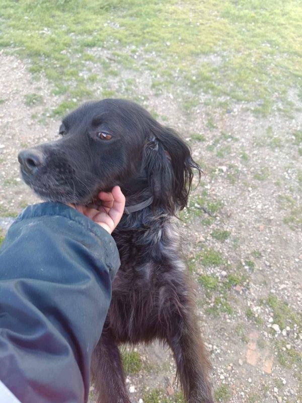 Batman - Chien Pointer Anglais à adopter