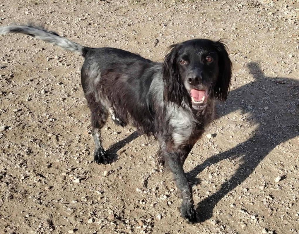 Batman - Chien Pointer Anglais à adopter - photo 3