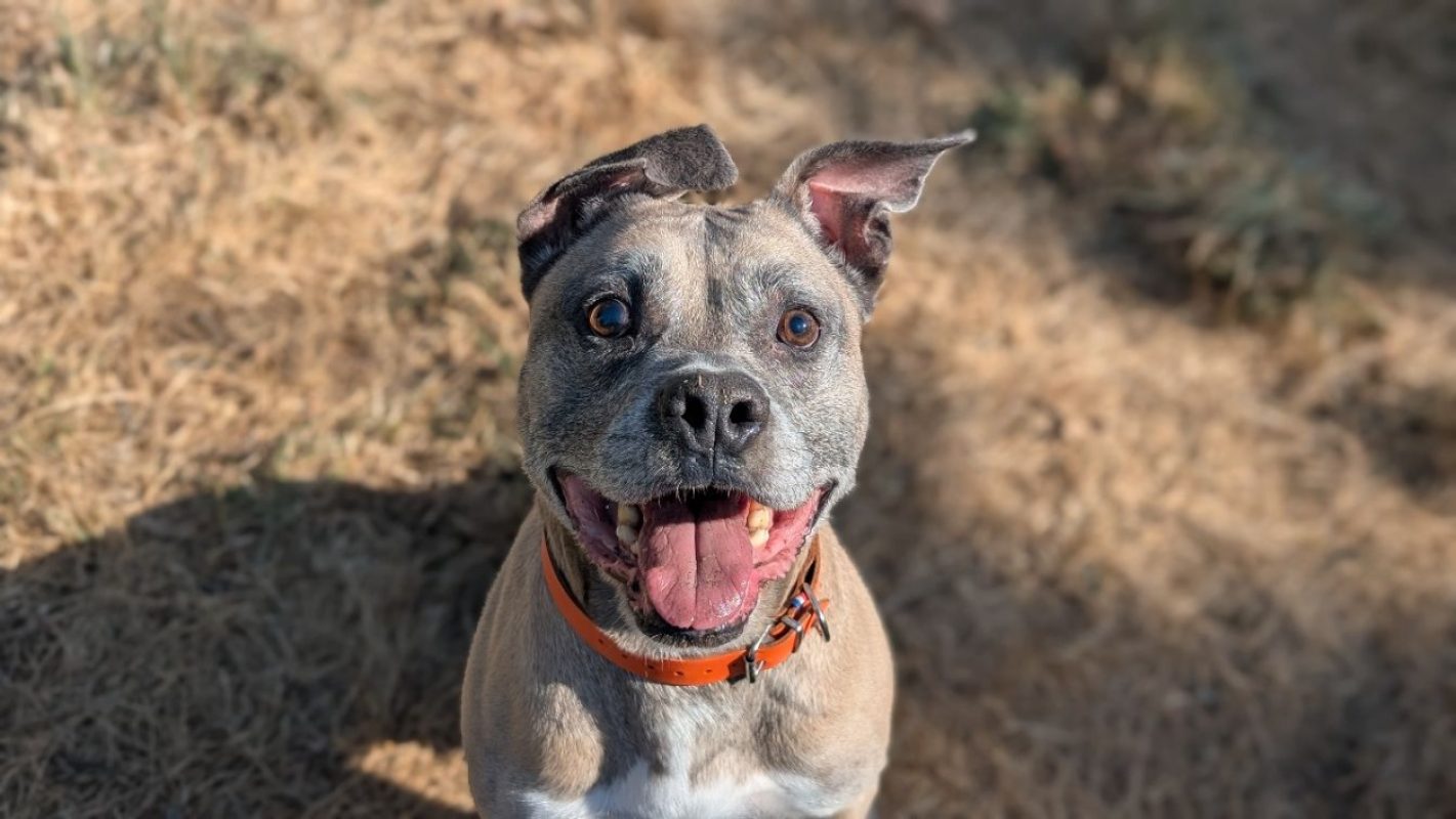 Mike - Chien à adopter