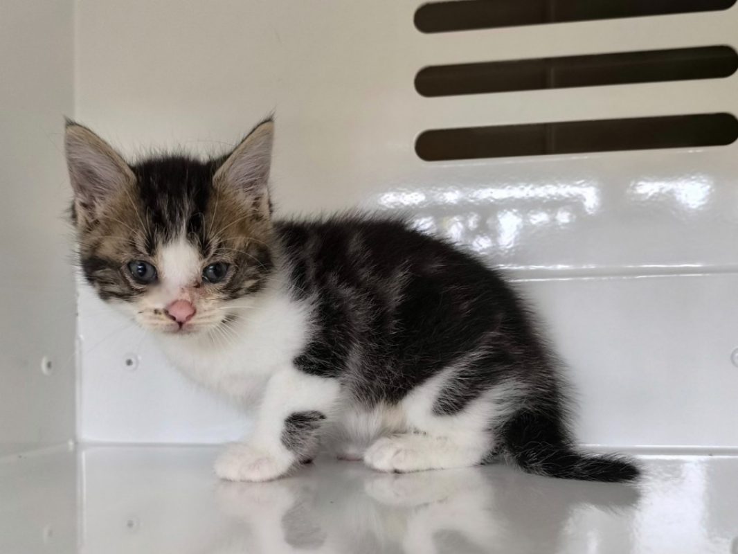 Eren - Chat Européen à adopter