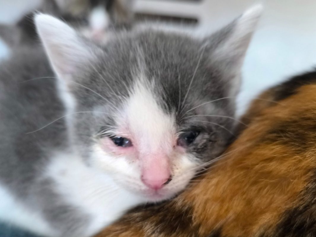 Elazar - Chat Européen à adopter