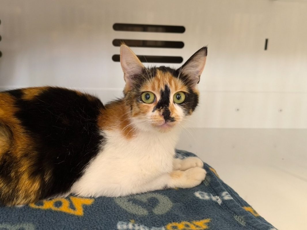 Estella - Chat Européen à adopter