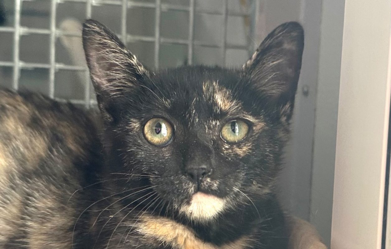 Ninja - Chat à adopter