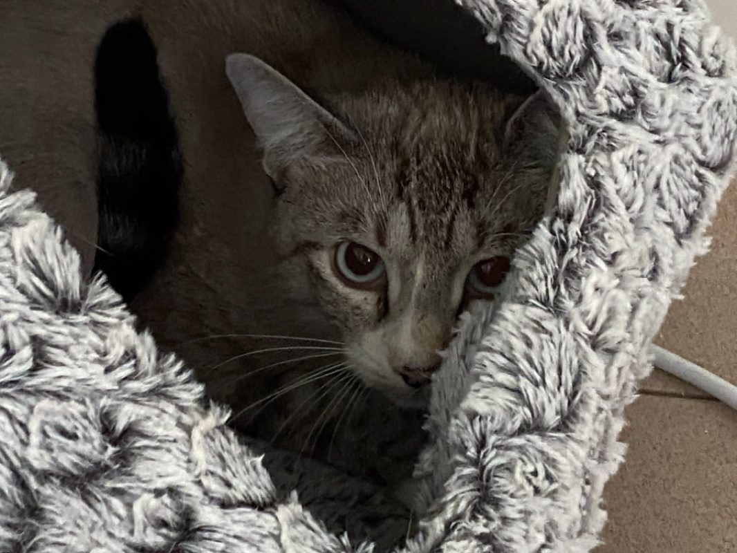 Nael - Chat Européen à adopter