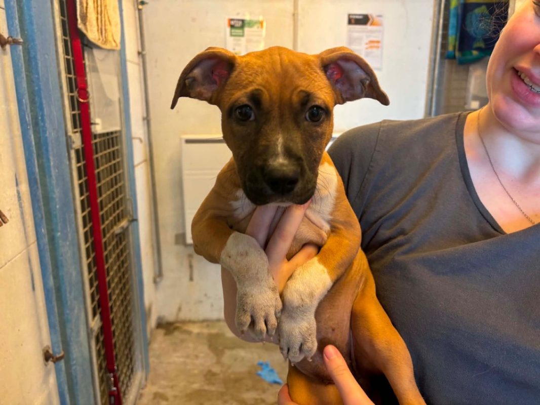 June - Chien Bouledogue Américain à adopter
