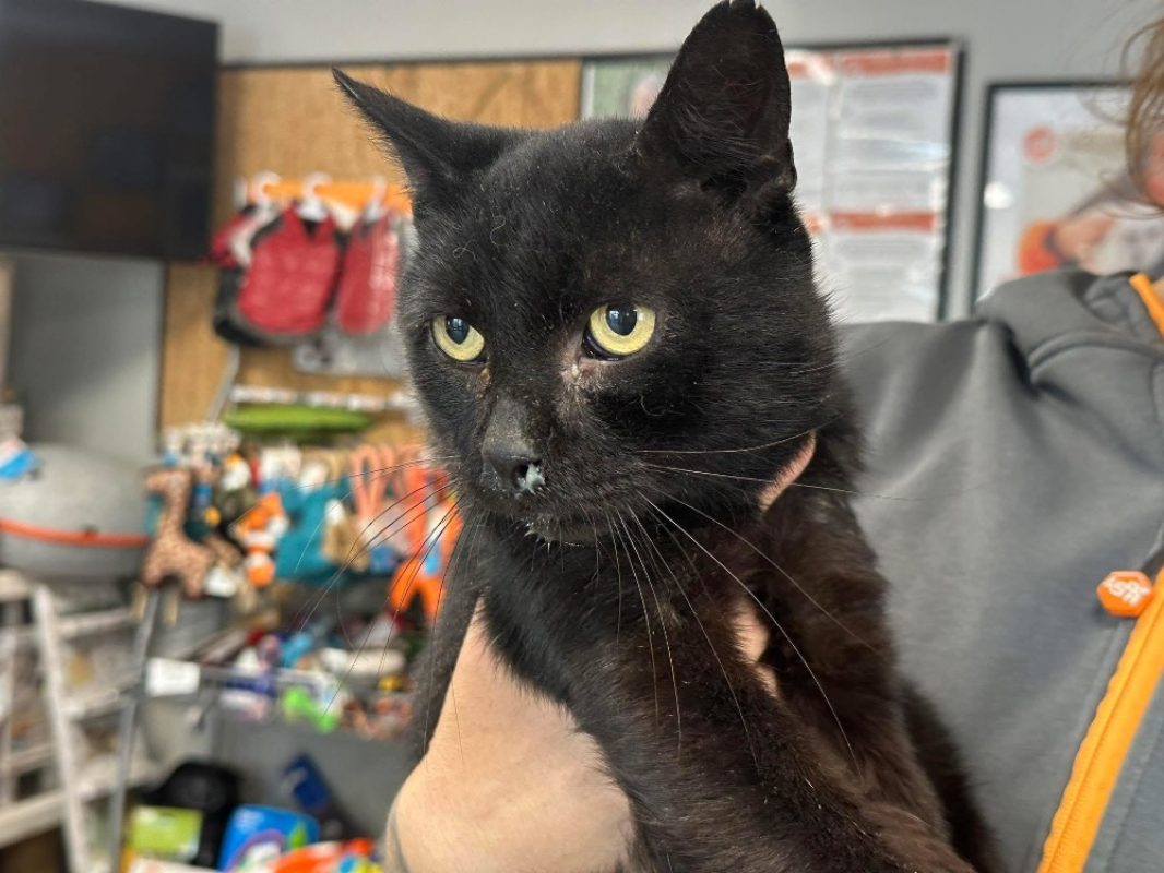 Gavroche - Chat Européen à adopter