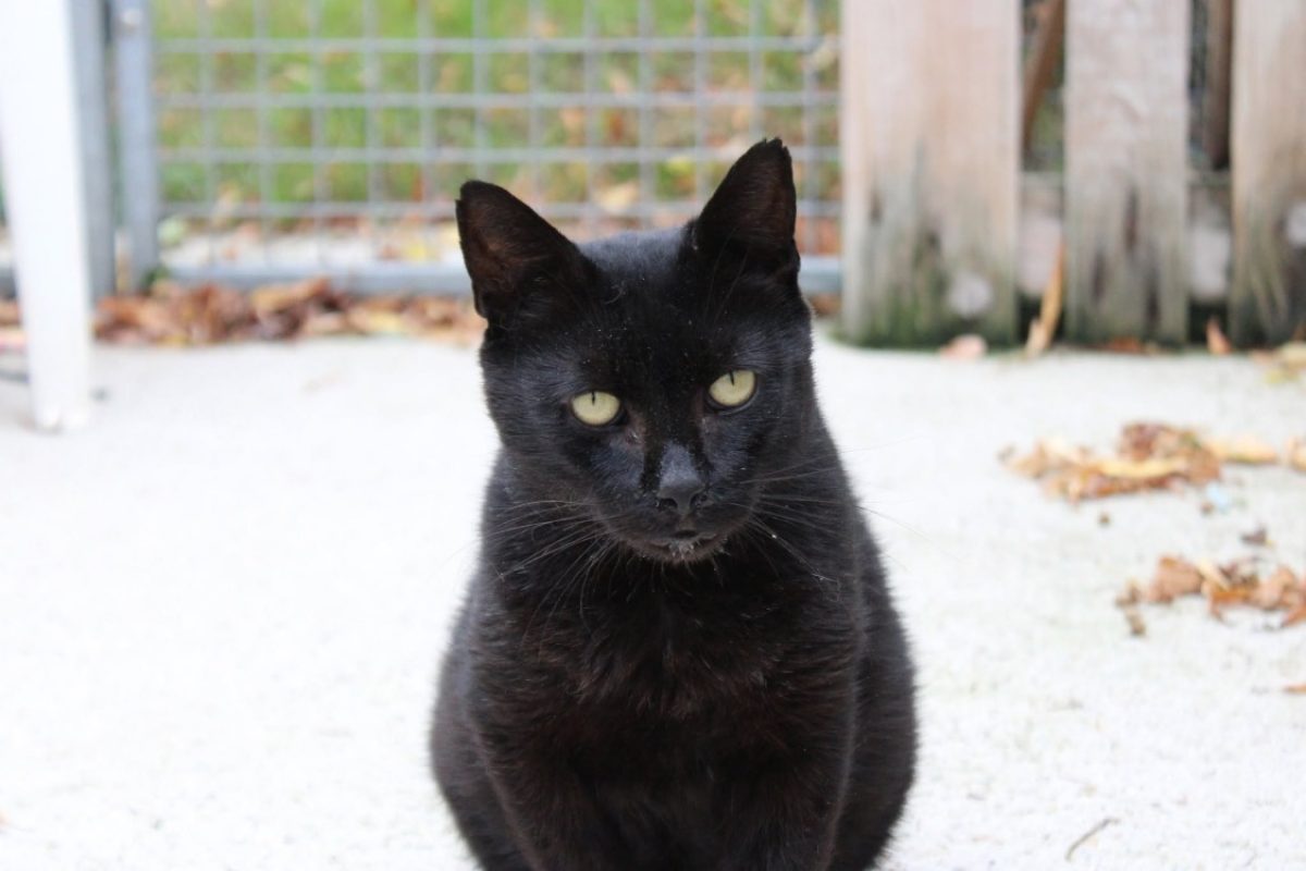 Gavroche - Chat Européen à adopter