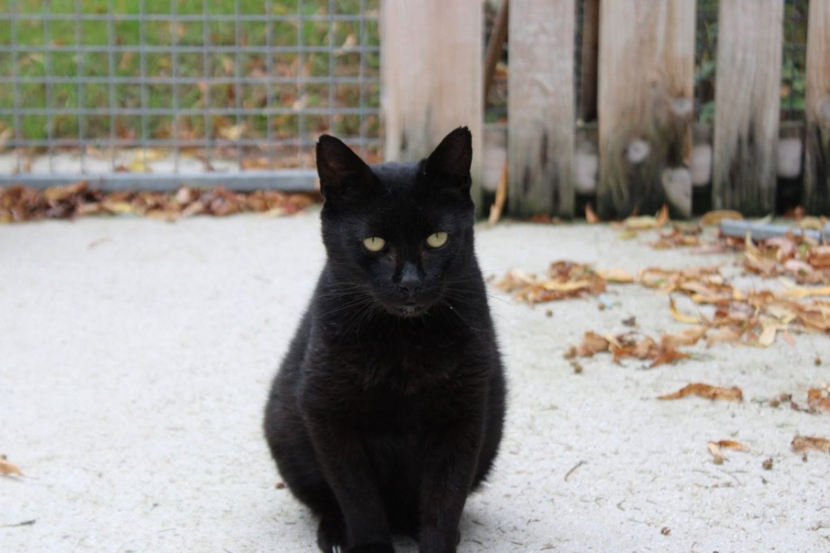 Gavroche - Chat Européen à adopter - photo 2