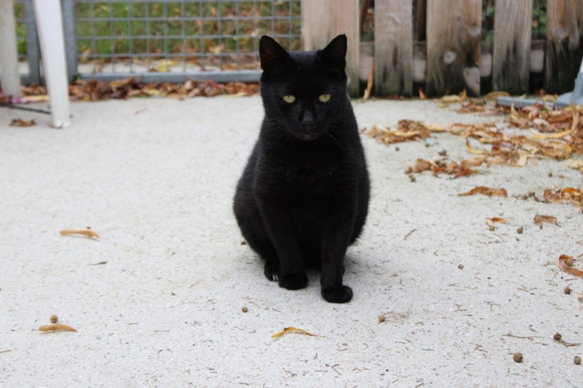 Gavroche - Chat Européen à adopter - photo 3